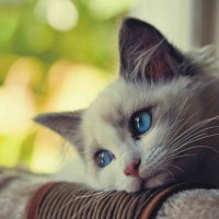 Avatar người dùng Liễu Thùy My của bin88
